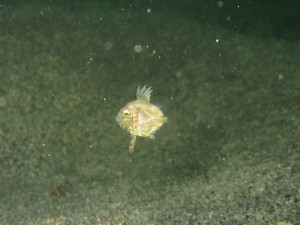 マトウダイ幼魚