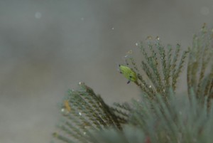 コミドリュウグウウミウシ