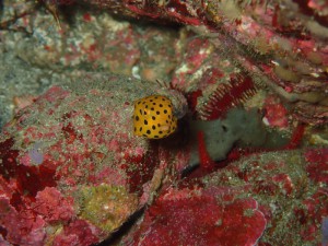 ミナミハコフグ幼魚