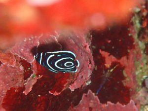 タテジマキンチャクダイ幼魚