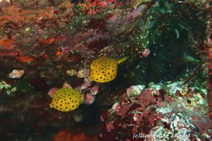 ミナミハコフグ幼魚20160904