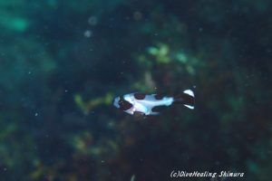 マダラタルミ幼魚20160904