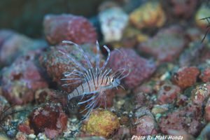 ハナミノカサゴ幼魚