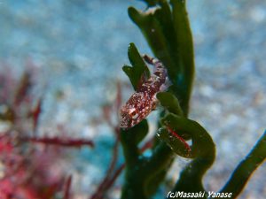 オビアナハゼ幼魚