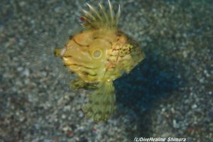 マトウダイ幼魚