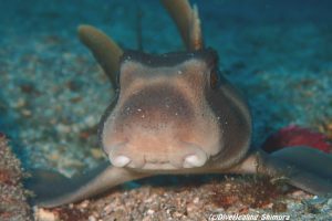 ネコザメ幼魚