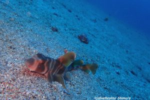 ネコザメ幼魚