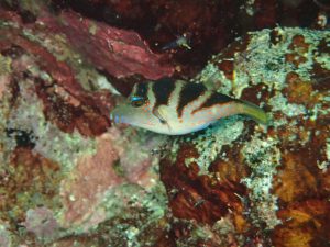 ハナキンチャクフグ幼魚