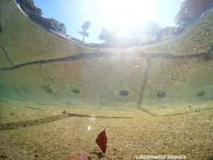 ナンヨウツバメウオ幼魚