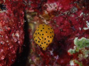 ミナミハコフグ幼魚