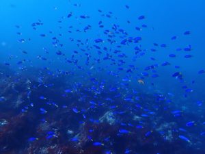 ソラスズメダイの群れ