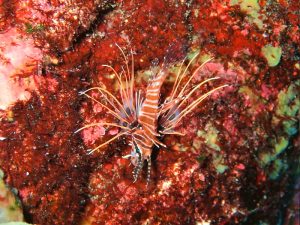 ネッタイミノカサゴ幼魚