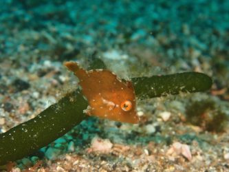 アミメハギ幼魚