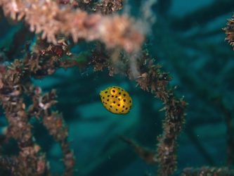 ミナミハコフグ幼魚