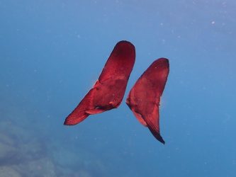 ナンヨウツバメウオ幼魚