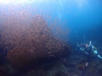 ネンブツダイ幼魚の群れ