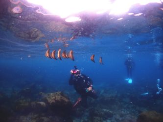 ナンヨウツバメウオ幼魚