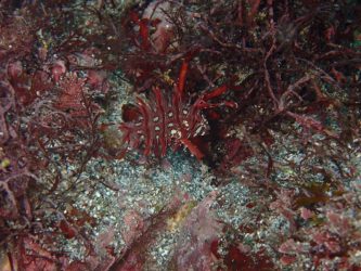 オビテンスモドキ幼魚