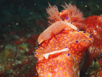 ウミウシカクレエビのペア