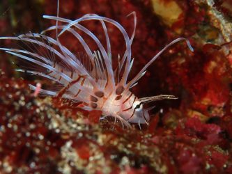 ハナミノカサゴ幼魚