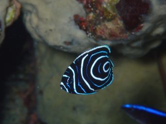 タテジマキンチャクダイ幼魚