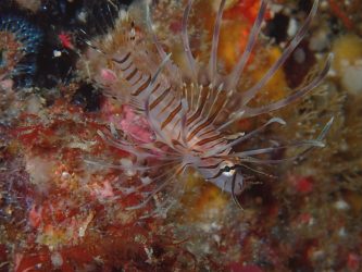 ハナミノカサゴ幼魚