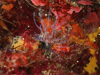 ハナミノカサゴ幼魚