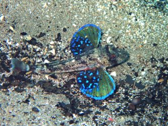 ホウボウ若魚