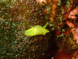 ジンガサヒトエガイ属の1種