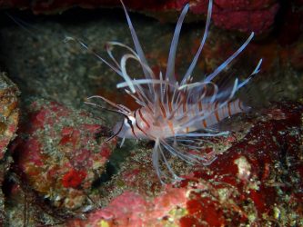 ハナミノカサゴ幼魚