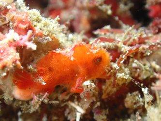 ベニカエルアンコウ幼魚