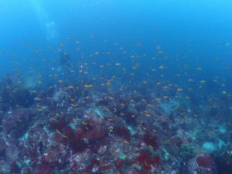 キンギョハナダイの群れ