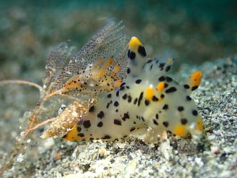 フジタウミウシの仲間とツノザヤウミウシ