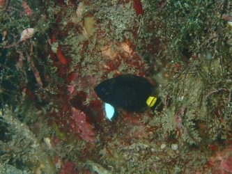 クロキンチャクダイ幼魚