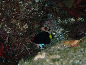 クロキンチャクダイ幼魚