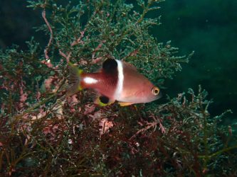 タキベラ幼魚