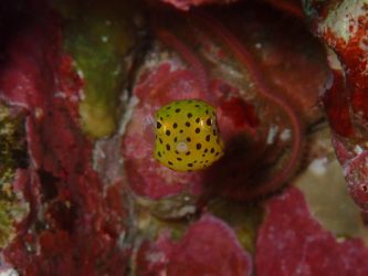 ミナミハコフグ幼魚