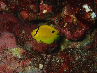 シテンヤッコ幼魚