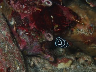 タテジマキンチャクダイ幼魚