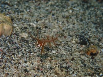 オビテンスモドキ幼魚