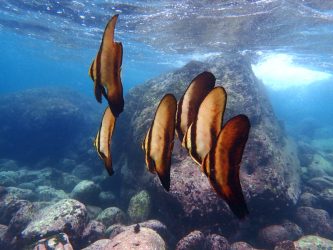 ナンヨウツバメウオ幼魚