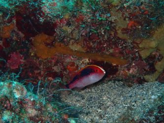 バラハタ幼魚