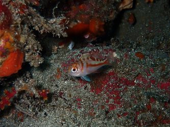 アカイサキ幼魚