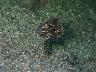 マトウダイ幼魚