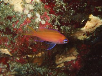 ナガハナダイ幼魚