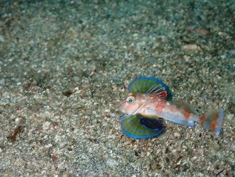 カナド幼魚