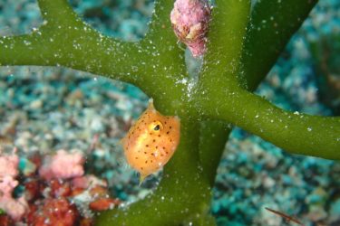 シマウミウスズメ幼魚