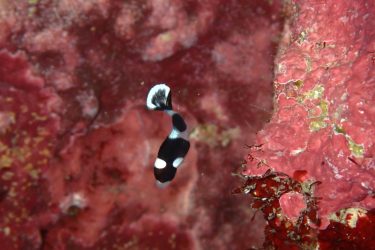 アジアコショウダイ幼魚