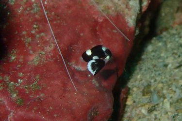 アジアコショウダイ幼魚