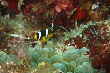 クマノミ幼魚